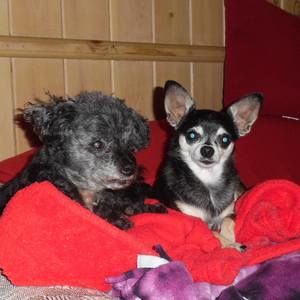 Meet your Posher, Tam